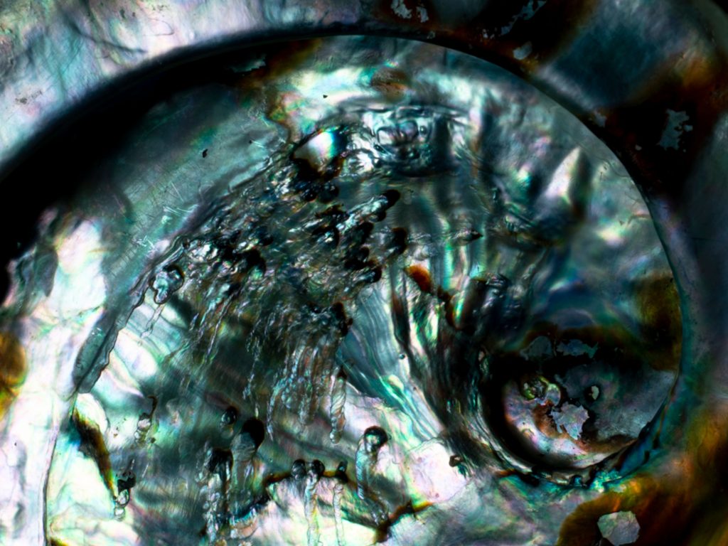 mermaid series, still life macro photography. A close up shot of a abalone shell