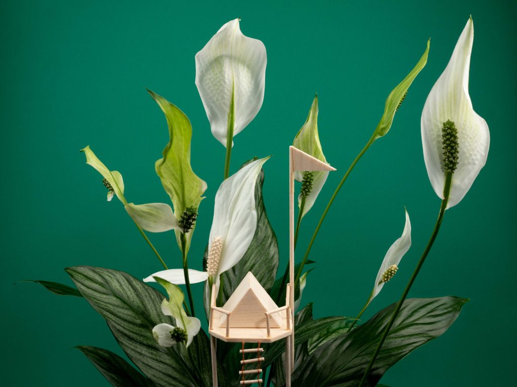 illustrative card photography. A series inspired by the plant store het groene thuis, at Eindhoven. dark green one with a tiny house living in a plant